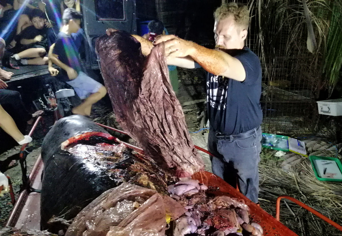 In this photo taken on March 16, 2019, Darrell Blatchley, director of D' Bone Collector Museum Inc., shows plastic waste found in the stomach of a Cuvier's beaked whale in Compostela Valley, Davao on the southern Philippine island of Mindanao. - A starving whale with 40 kilos (88 pounds) of plastic trash in its stomach has died after being washed ashore in the Philippines, activists said on March 18, calling it one of the worst cases of poisoning they have seen. (Photo by - / AFP)