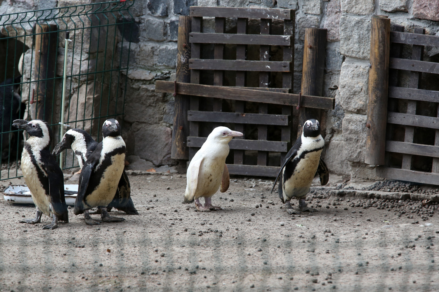 An unique albino penguin (C) is pictured at the Gdansk Zoo on March 22, 2019. (Photo by Maciej KOSYCARZ / various sources / AFP)