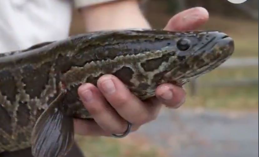 Pez Cabeza De Serpiente Del Norte Channa Argus