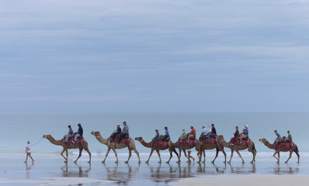 (FILES) A file photo taken on May 23, 2000 shows camels carrying tourists down Broome's famous Cable Beach as the town recovers from a cyclone at the start of its tourist season on Australia's west coast. The world's association of camel scientists fought back angrily on July 4, 2011 over Australian plans to kill wild dromedaries on the grounds that their flatulence adds to global warming. The idea is "false and stupid... a scientific aberration", the International Society of Camelid Research and Development (ISOCARD) charged, saying camels were being made culprits for a man-made problem. The kill-a-camel suggestion is floated in a paper distributed by Australia's Department of Climate Change and Energy Efficiency, as part of consultations for reducing the country's carbon footprint.     AFP PHOTO / WILLIAM WEST (Photo by WILLIAM WEST / AFP)